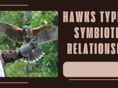 hawks type of symbiotic relationship