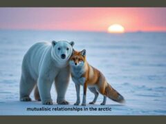 mutualisic relationships in the arctic