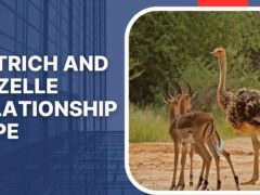 ostrich and gazelle relationship type