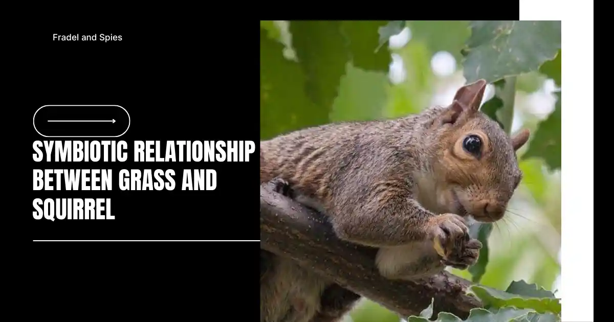 symbiotic relationship between grass and squirrel