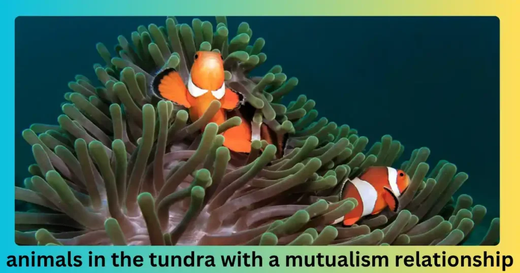 animals in the tundra with a mutualism relationship