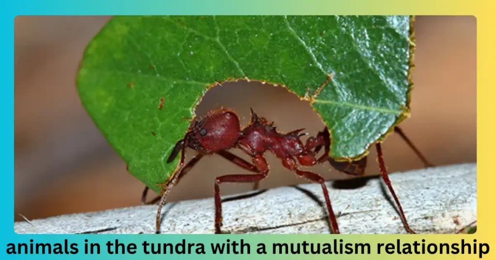 animals in the tundra with a mutualism relationship