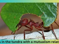 animals in the tundra with a mutualism relationship
