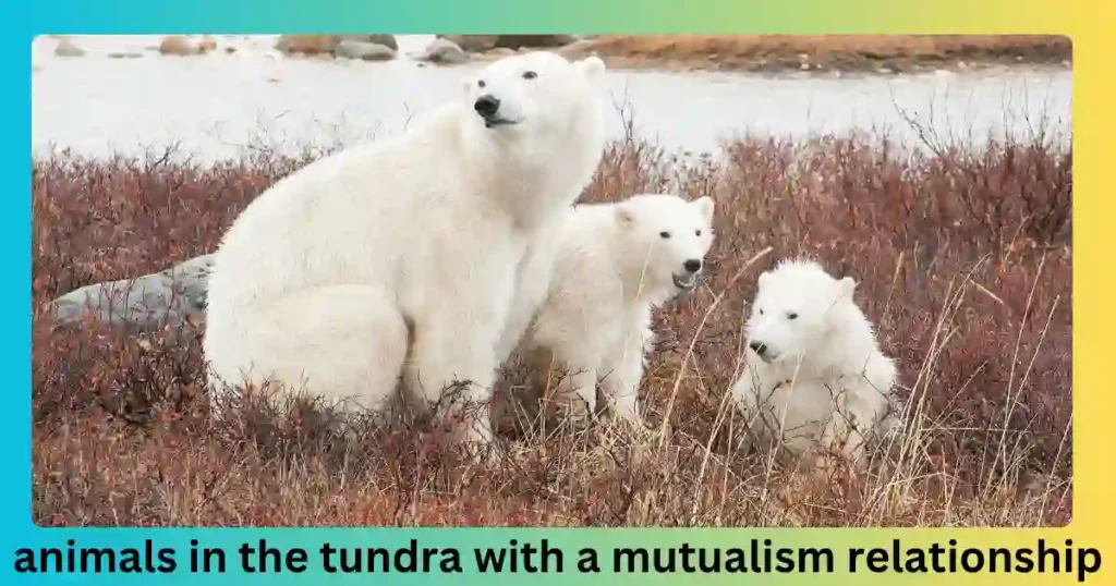 animals in the tundra with a mutualism relationship